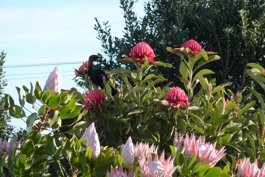 The Green House B&B Whitianga Eksteriør bilde